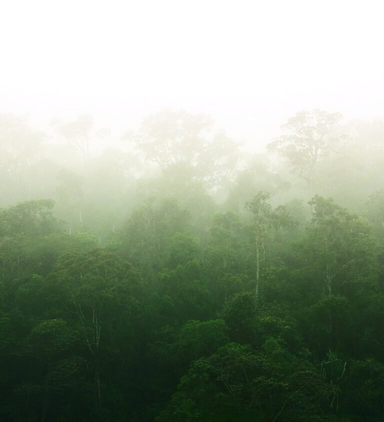 Forêt humide d'Andasibe