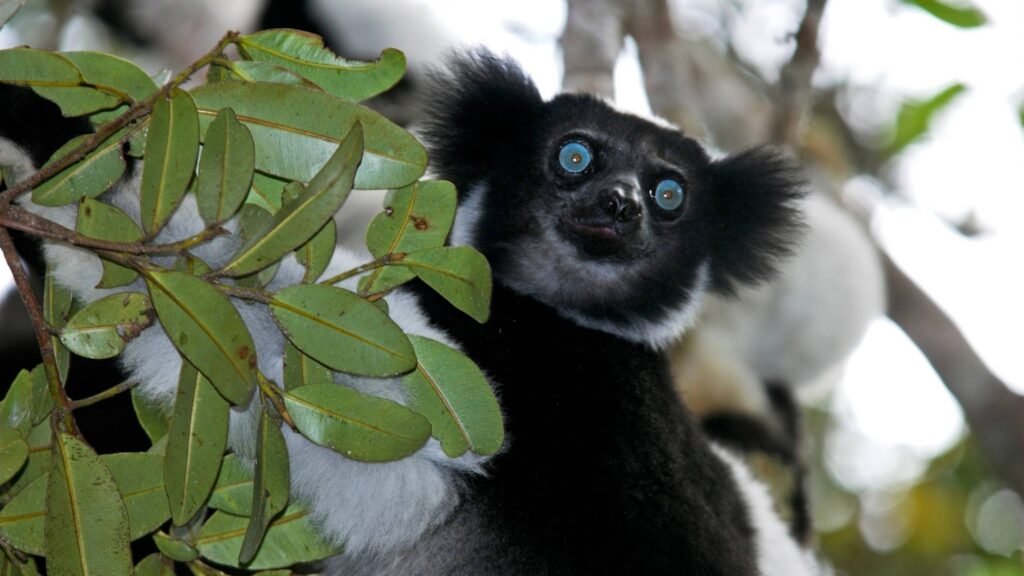 Indri indri ou Babakoto