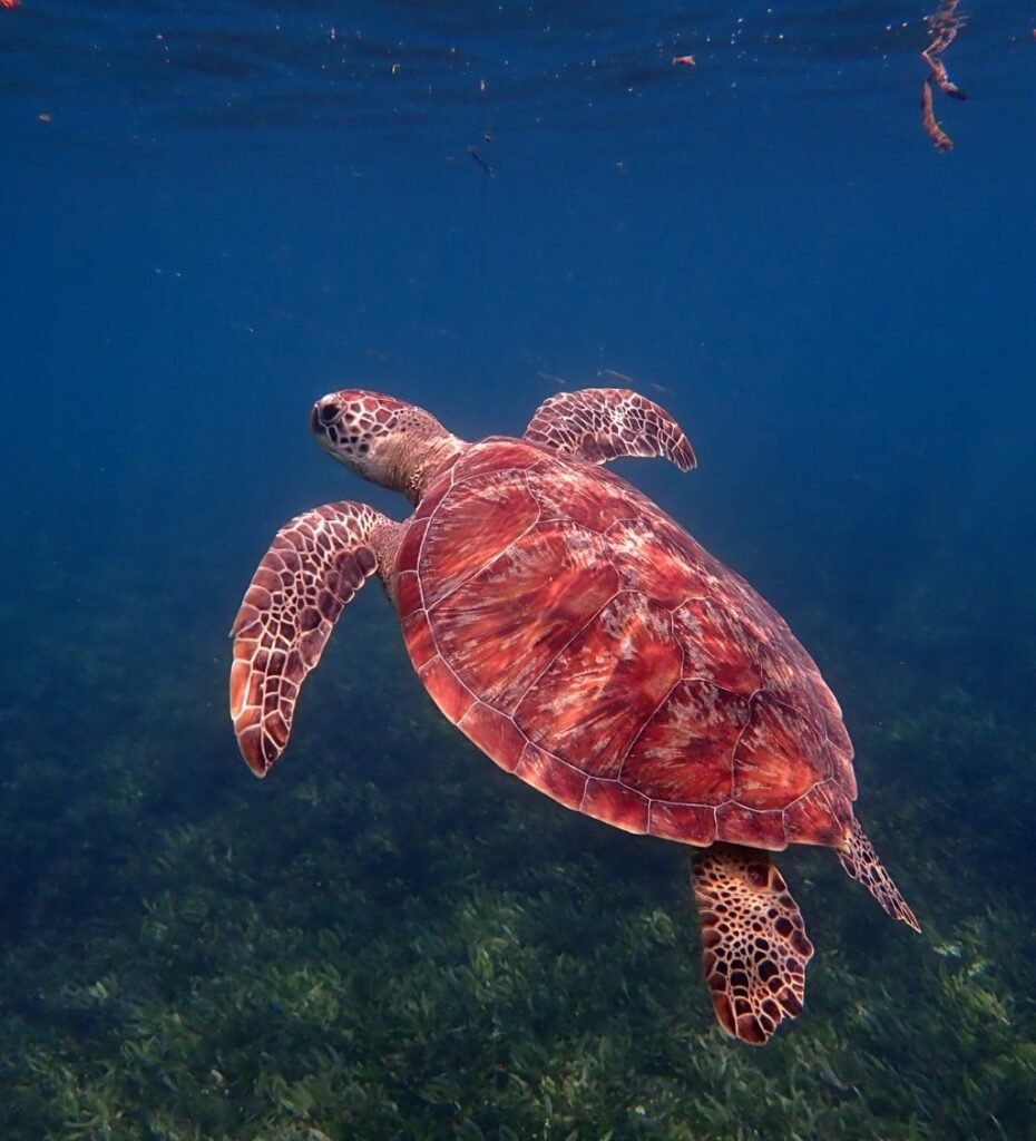 Tortue Verte - Nosy Be Madagascar