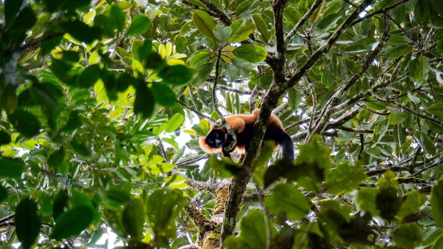 Varecia rubra - Lémurien 