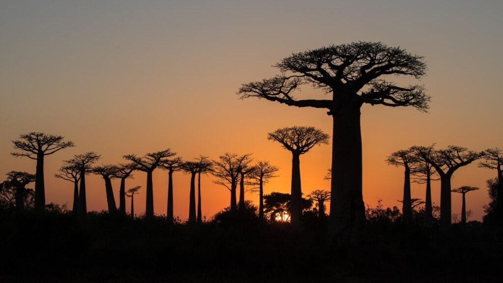 Pont suspendu Tsingy de Bemaraha Allée des Baobabs au coucher du soleil, icône de l'ouest de Madagascar
