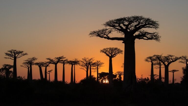 Allée des Baobabs au coucher du soleil, icône de l'ouest de Madagascar