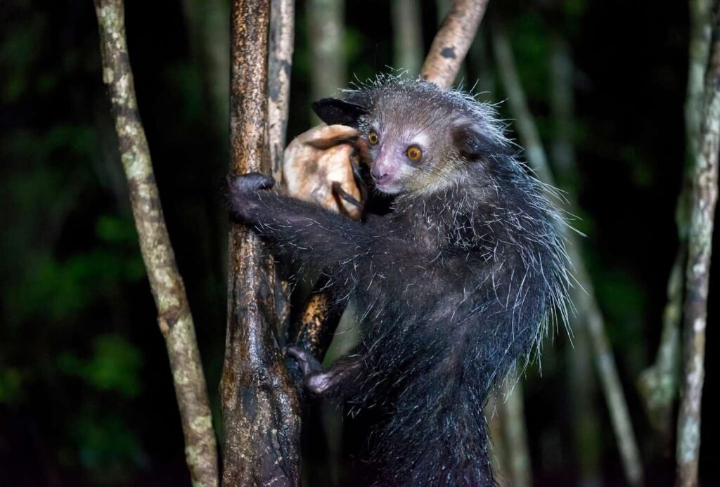 Aye-Aye - Reserve Palmarium