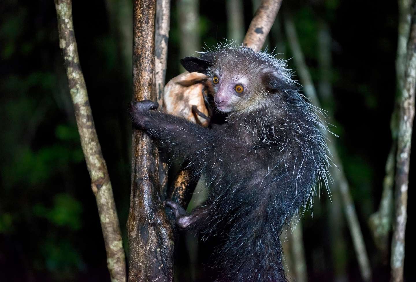 Aye-Aye - Reserve Palmarium Aye-Aye - Reserve Palmarium