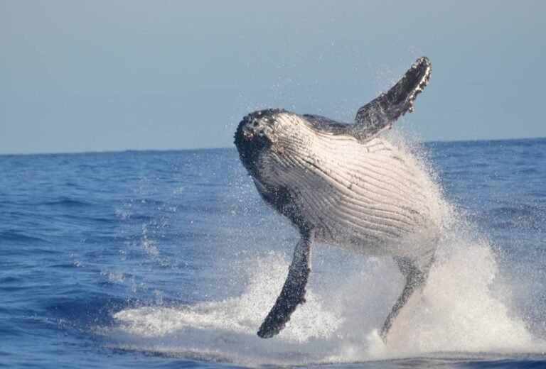 Baleine à bosse Île Sainte Marie - Destination Côte Malgache