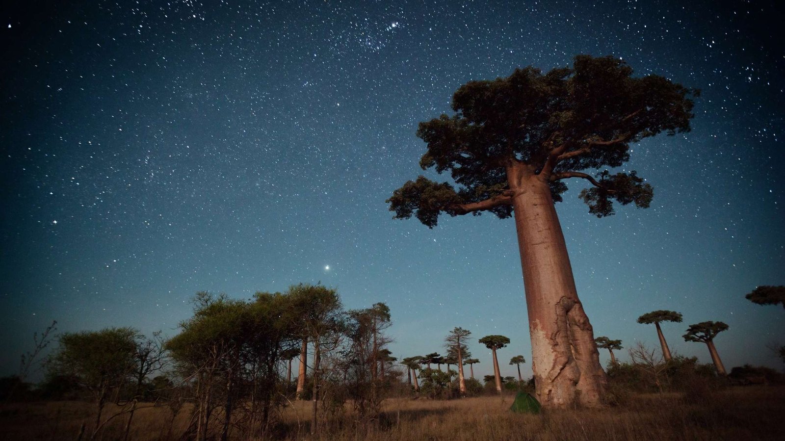 Voyage Côte Ouest Madagascar - Baobabs aux milles étoiles ouest Madagascar