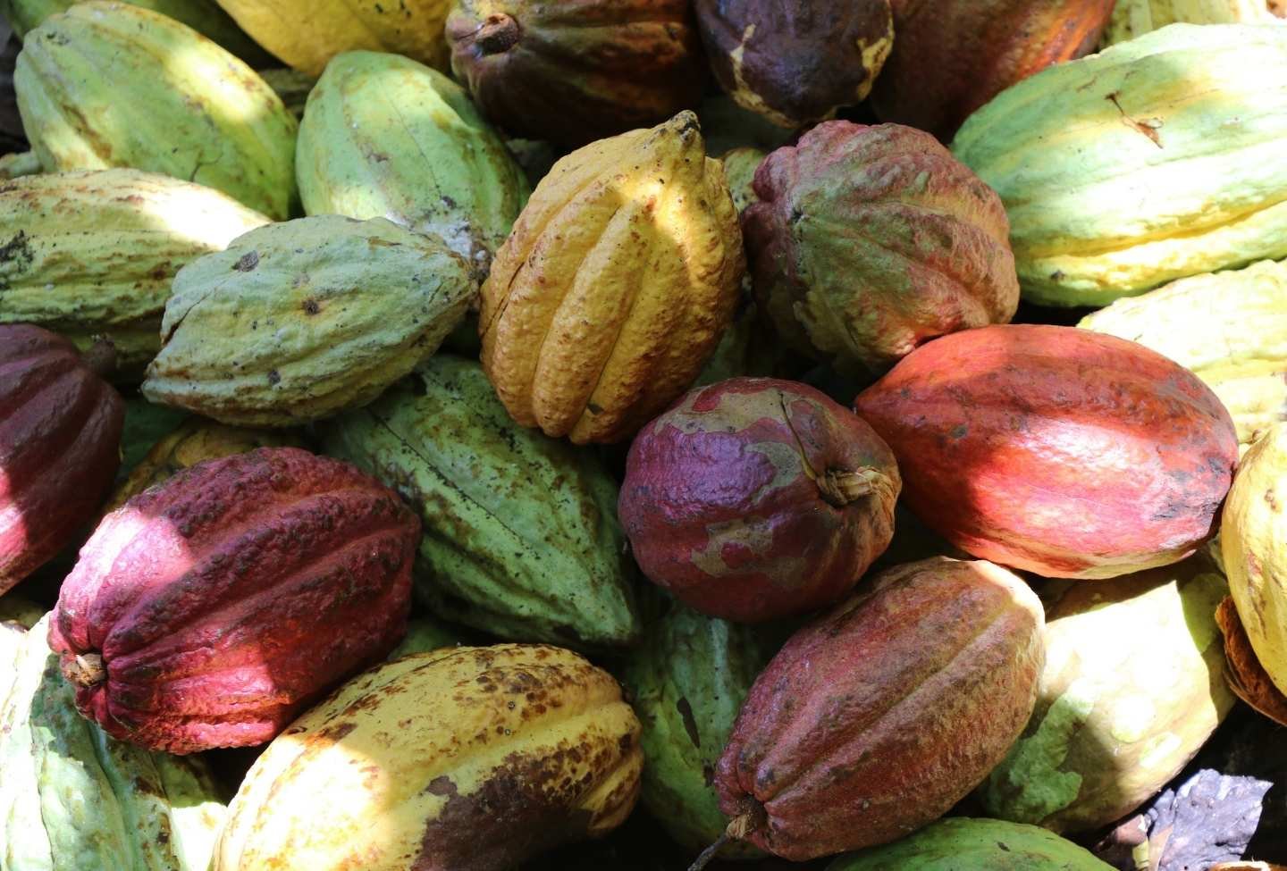 Cacao d'Ambanja - Voyage Nord Madagascar Cacao d'Ambanja - Voyage Nord Madagascar
