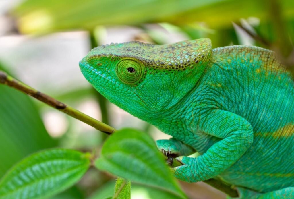 Calumma Parsonii Réserve de Peyrieras - Voyage Est Madagascar