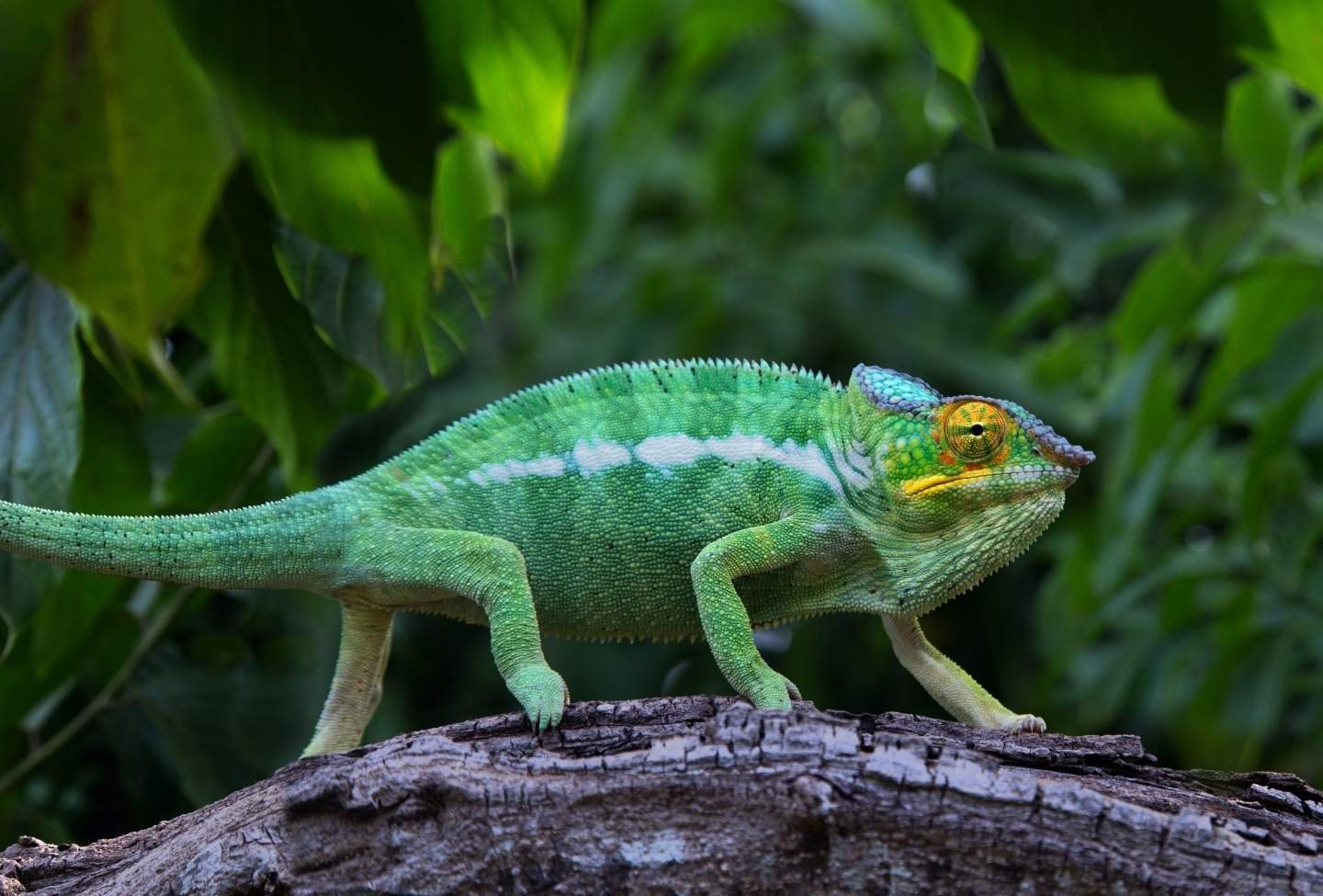 Caméléon Vert Lokobe Parc - Voyage Nord Madagascar Caméléon Vert Lokobe Parc - Voyage Nord Madagascar
