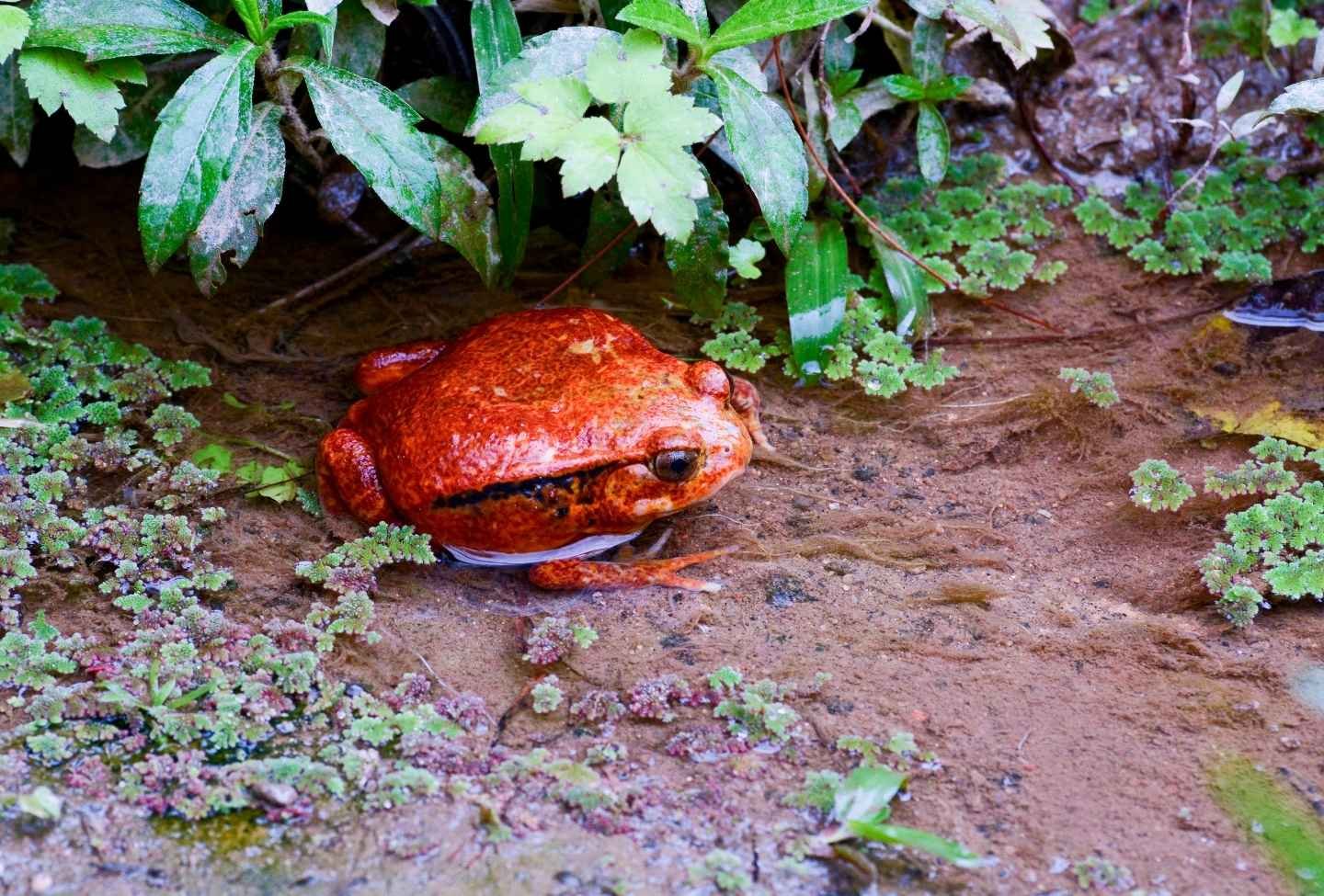 Dyscophus ou grenouille tomate - Voyage Est Madagascar Dyscophus ou grenouille tomate - Voyage Est Madagascar