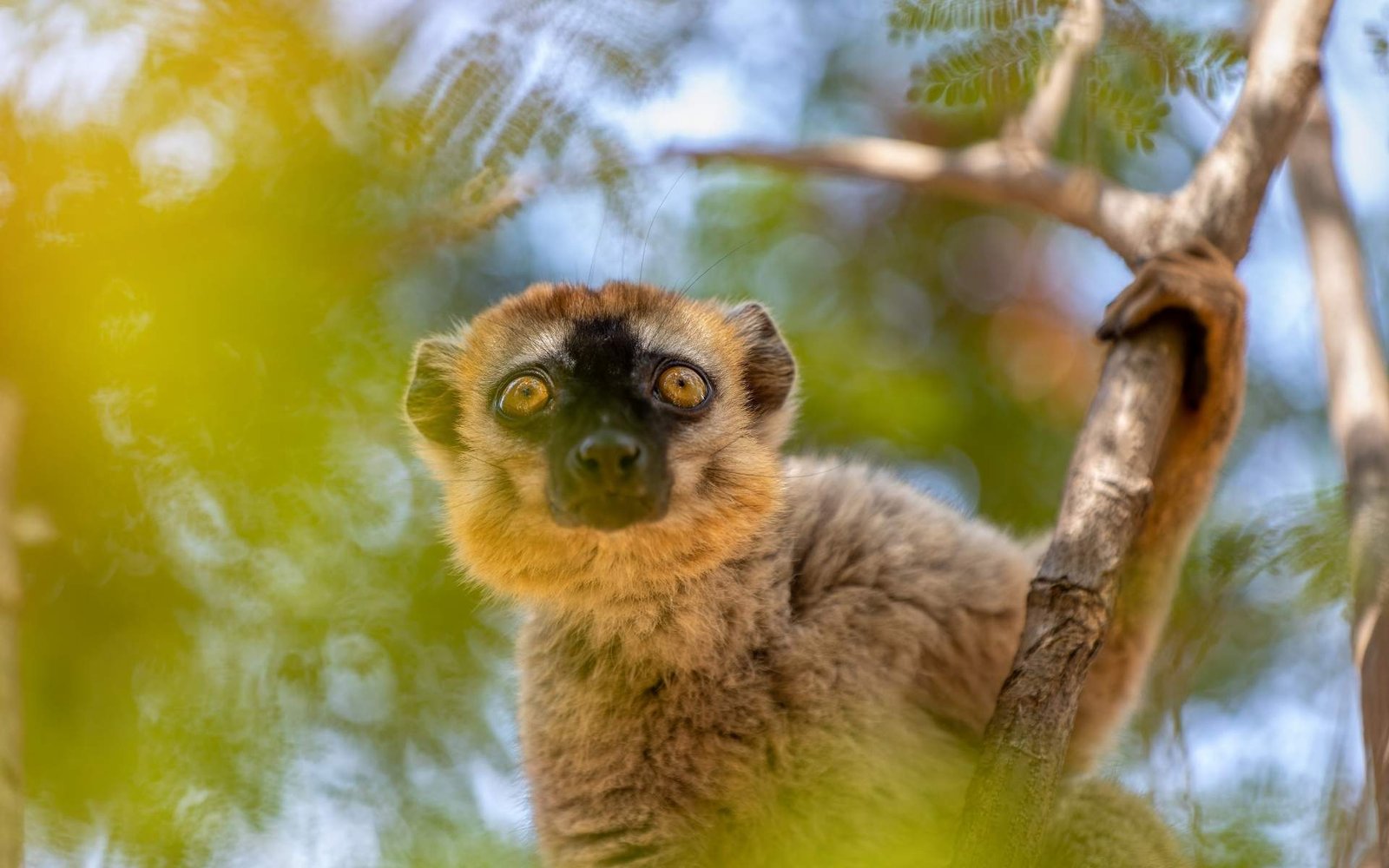 Lémurien de Madagascar, icône de nos safaris