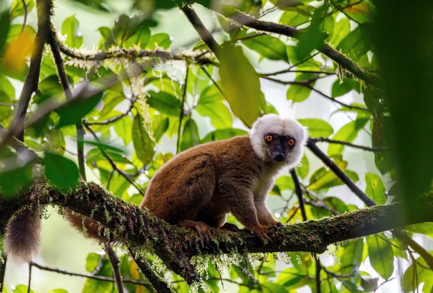 Eulemur albifrons Nosy Mangabe - Voyage Est Madagascar Eulemur albifrons Nosy Mangabe - Voyage Est Madagascar