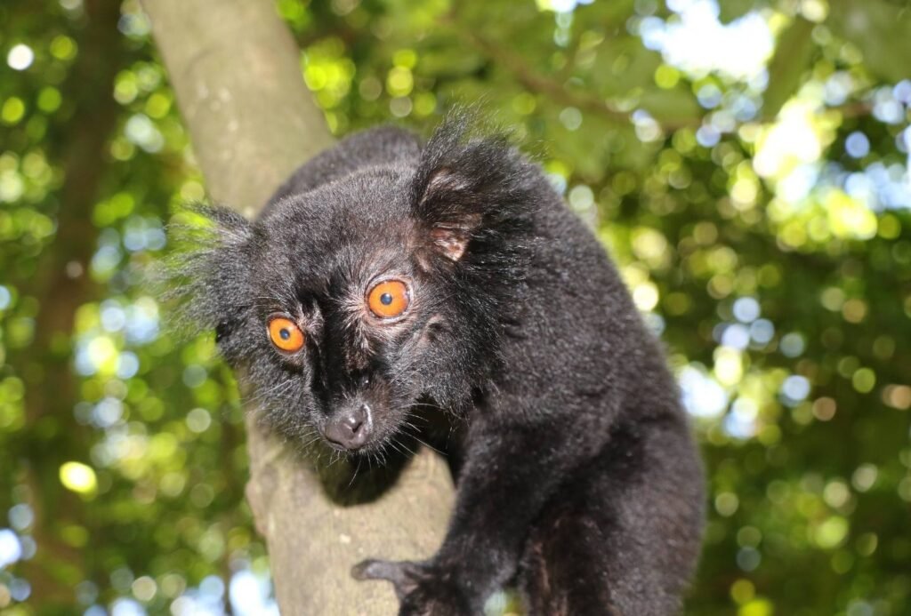 Eulemur macaco Nosy Komba - Voyage Nord Madagascar Eulemur macaco Nosy Komba - Voyage Nord Madagascar