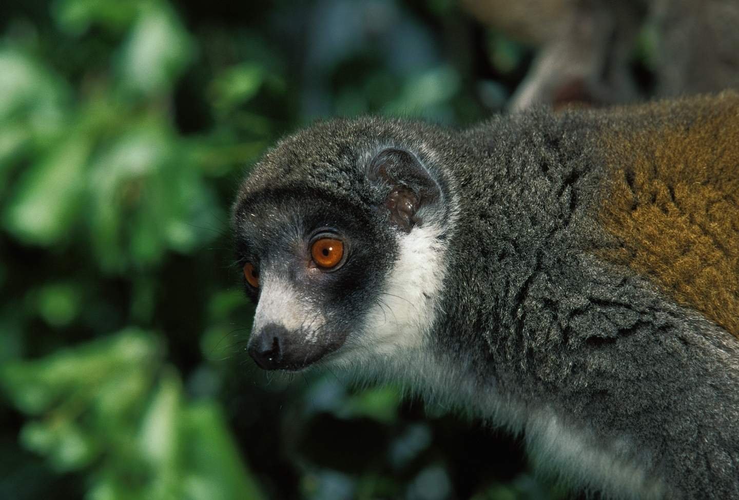 Eulemur mongoz - Voyage Nord Madagascar