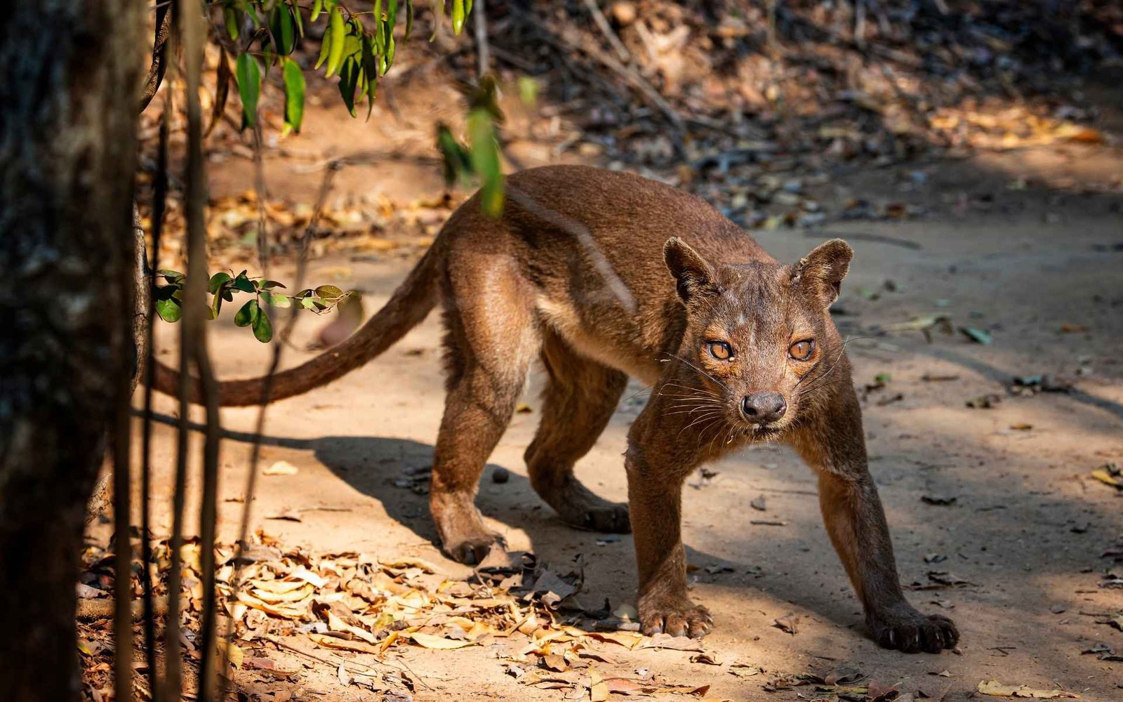 Pont suspendu Tsingy de Bemaraha Fossa ou Cryptoprocta ferox, Ouest Madagascar