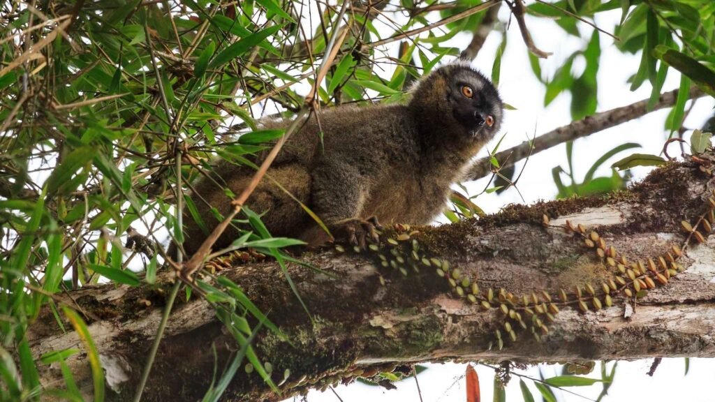Hapalémur doré Parc National Ranomafana - Voyage Sud Madagascar