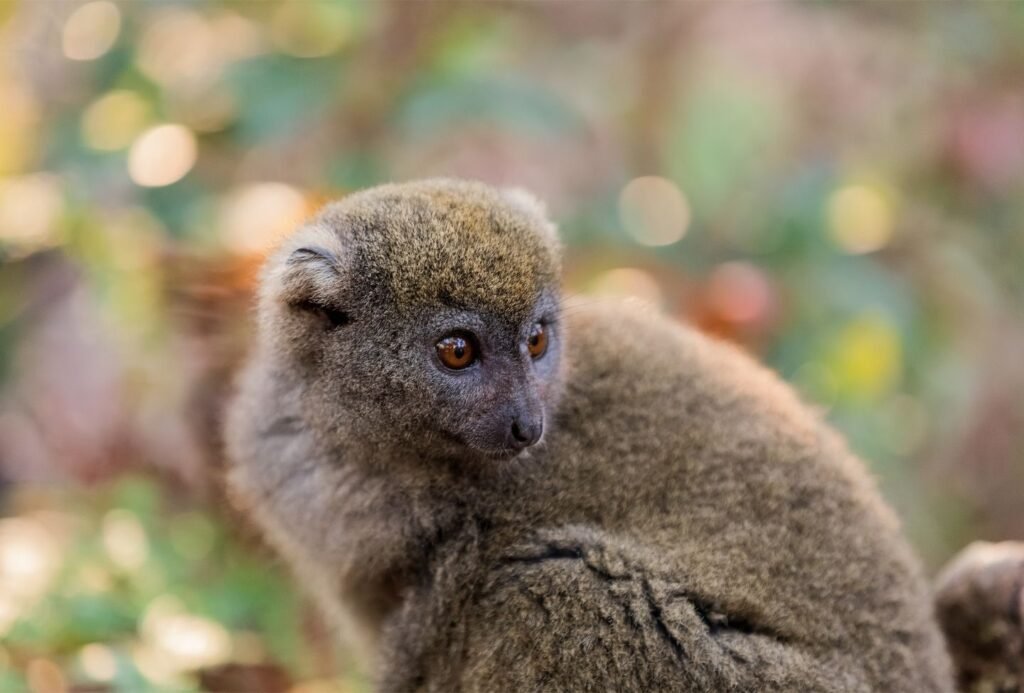 Hapalemur griseus - Vakona Andasibe Hapalemur griseus Vakona Andasibe - Voyage Est Madagascar
