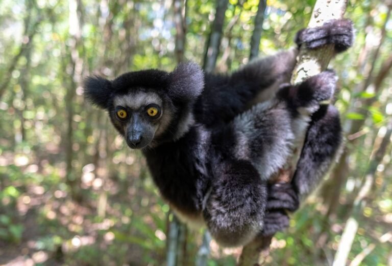 Indri indri Andasibe - Destination Est Madagascar