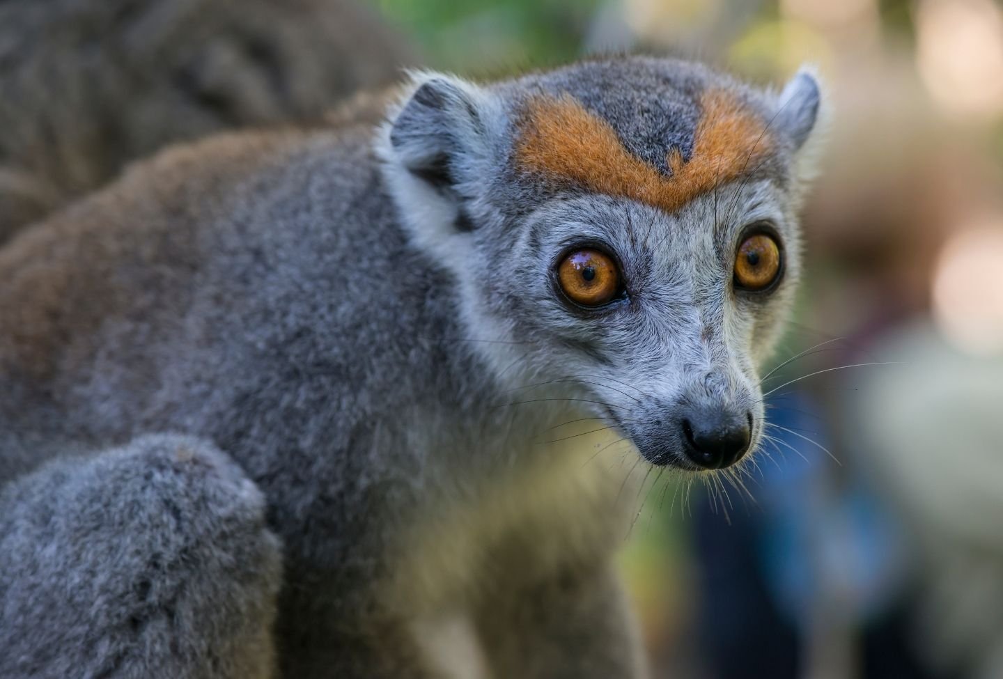 Baie des PigeoLac sacré d'Antagnavo - Voyage Nord Madagascarns - Voyage Nord Madagascar Lemur coronatus