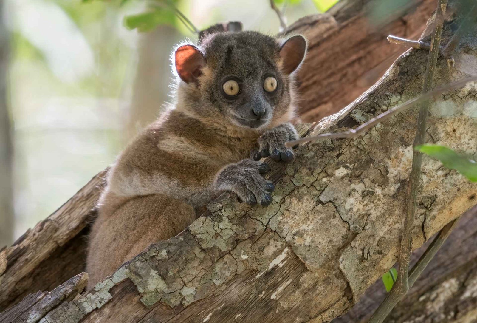 Lepilemur hubbardorum - Voyage Ecotourisme Madagascar