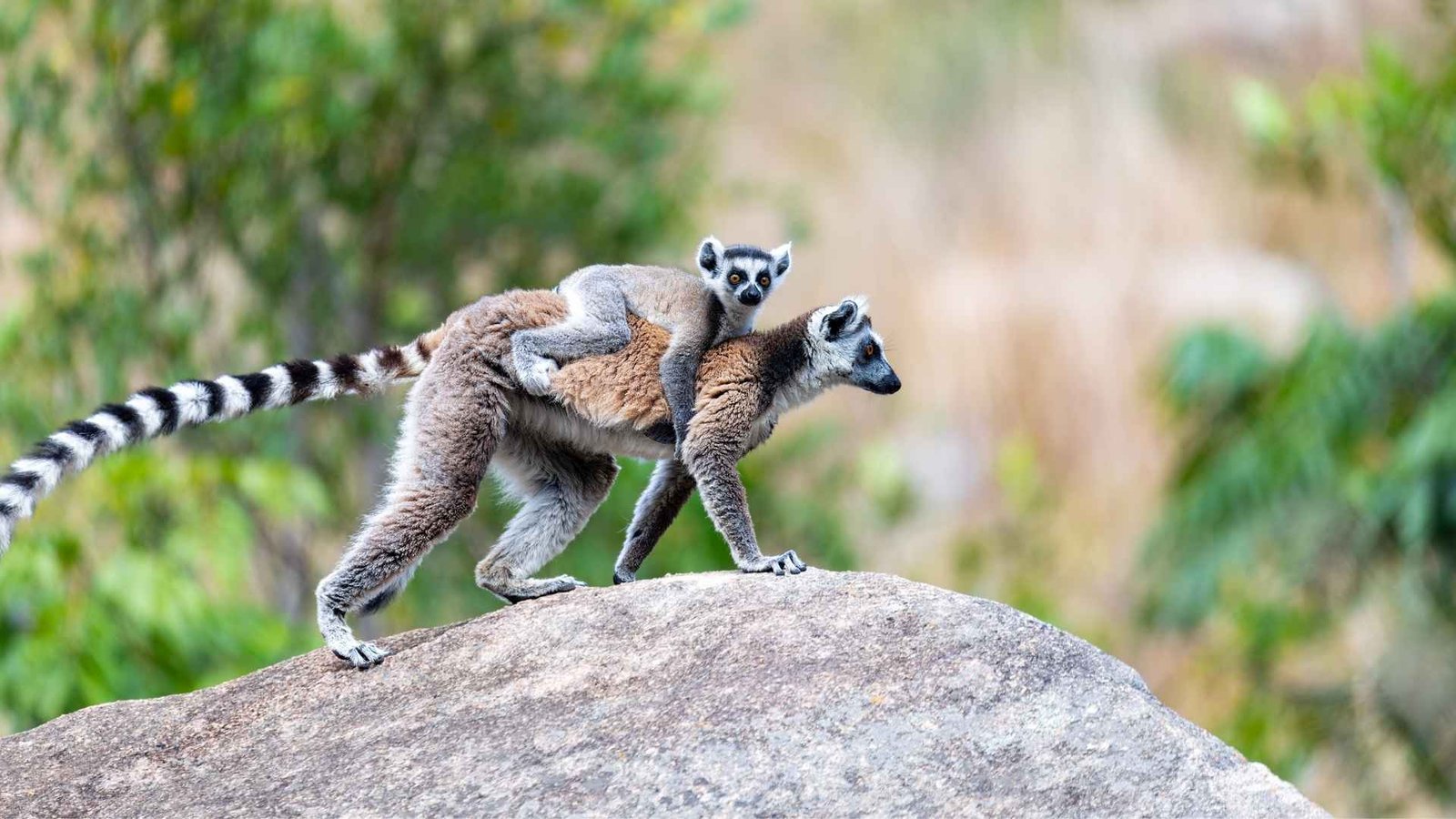 Maki Catta - Voyage Sud Madagascar