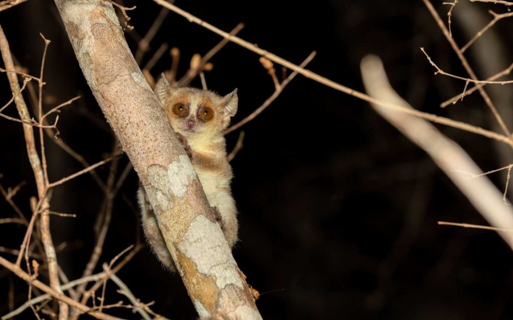 Microcebus berthae, Ouest Madagascar