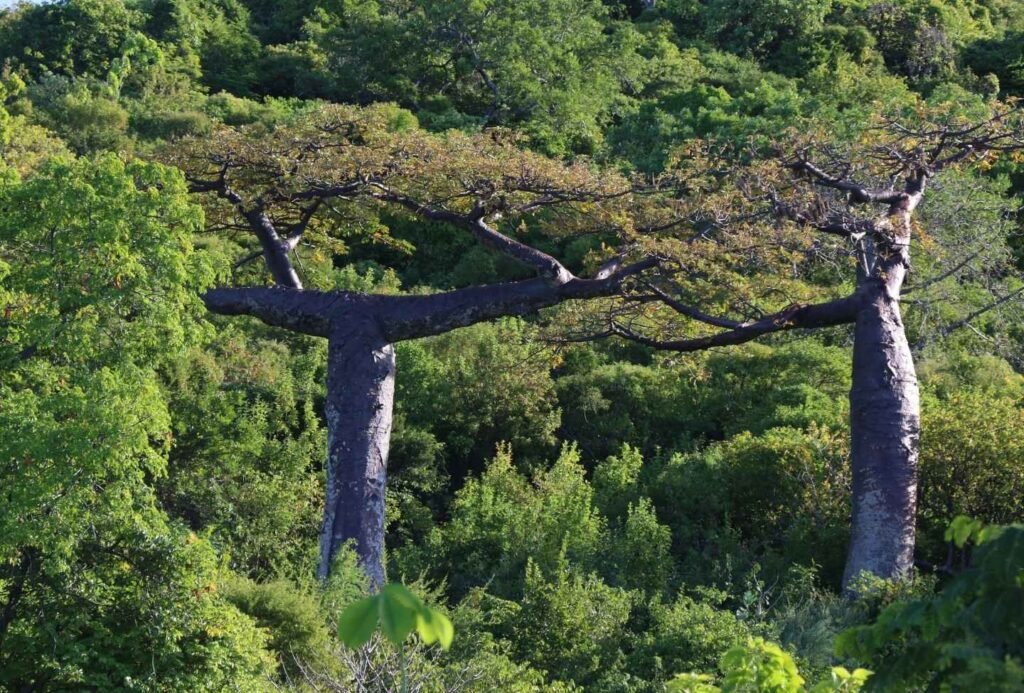 Montagne des Français - Voyage Nord Madagascar Montagne des Français - Voyage Nord Madagascar