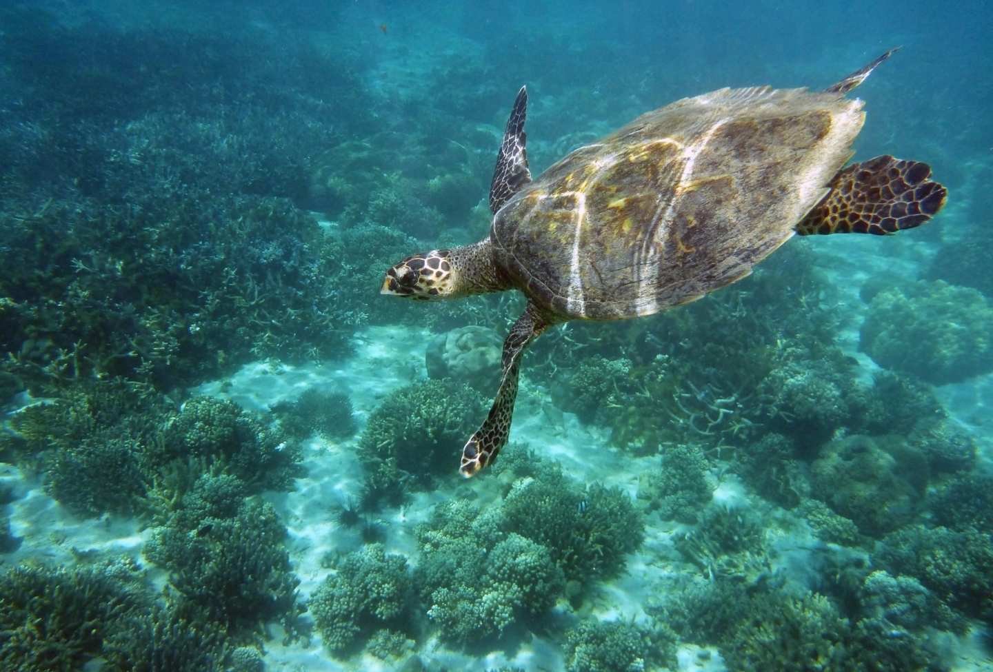 Tortue verte Nosy Sakatia Tortue verte Nosy Sakatia archipel de nosy be - Voyage Nord Madagascar