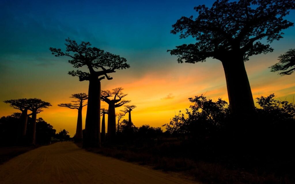 Paysage de la Côte Ouest de Madagascar avec baobabs au coucher du soleil