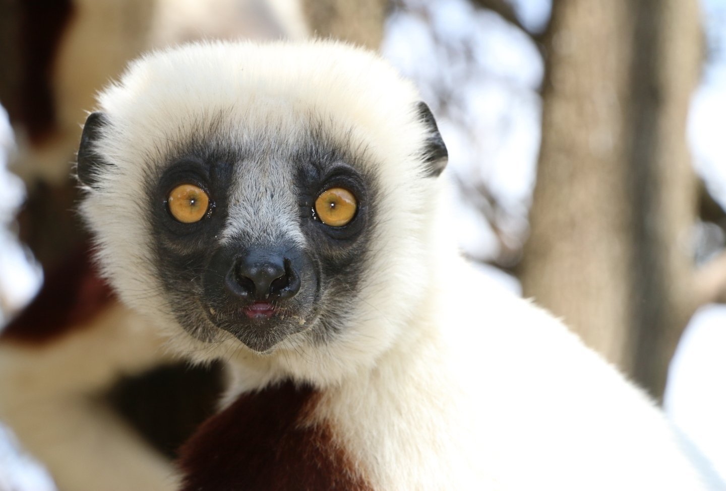 Propithecus verreauxi coquereli - Voyage Nord Madagascar Propithecus verreauxi coquereli - Voyage Nord Madagascar