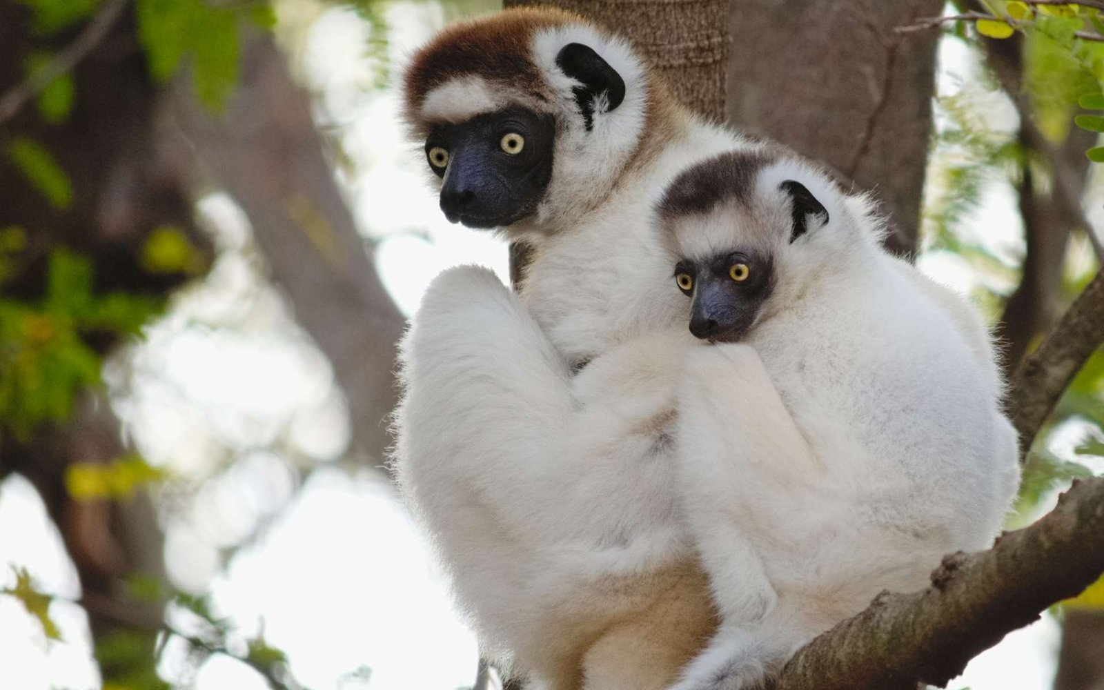 Pont suspendu Tsingy de Bemaraha Sifaka de Verreaux dans le Parc National Kirindy Mitea