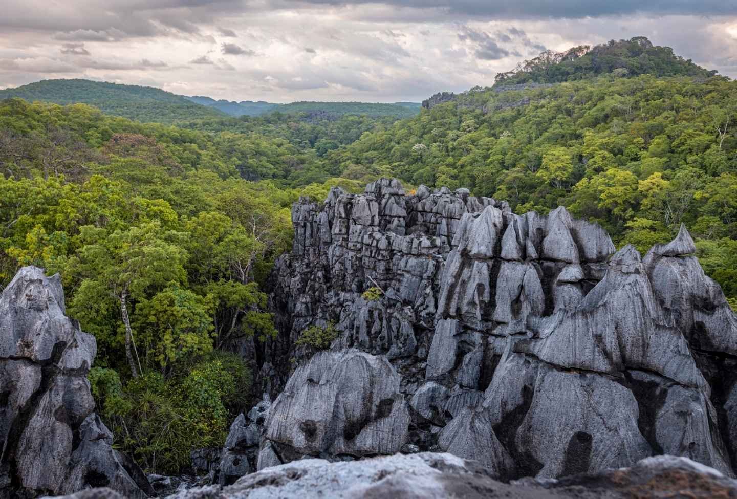 Dyscophus ou grenouille tomate - Voyage Est Madagascar Tsingy d'Ankarana - Voyage Nord Madagascar