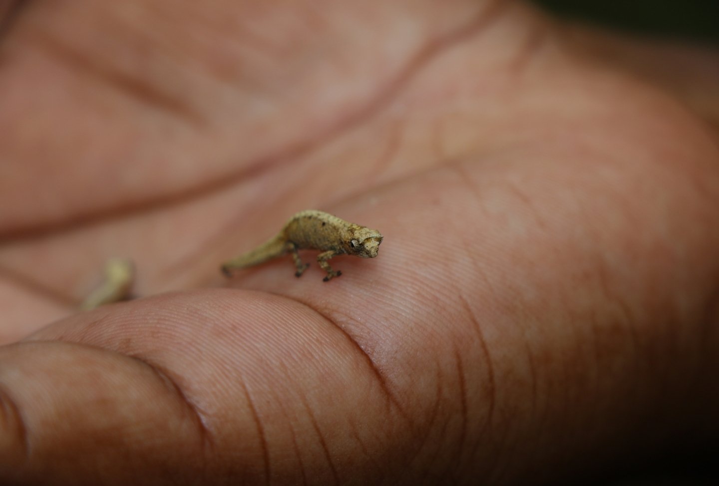 Brookesia Minima - Destination Nord de Madagascar Brookesia Minima - Destination Nord de Madagascar