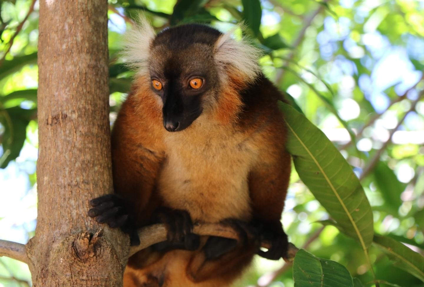 Eulemur macaco Nosy Komba - Destination Nord de Madagascar