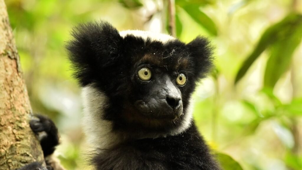 Indri indri - Circuit Est Madagascar