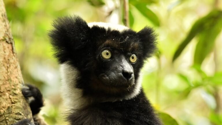Indri-indri in Andasibe forest - East Madagascar Tour