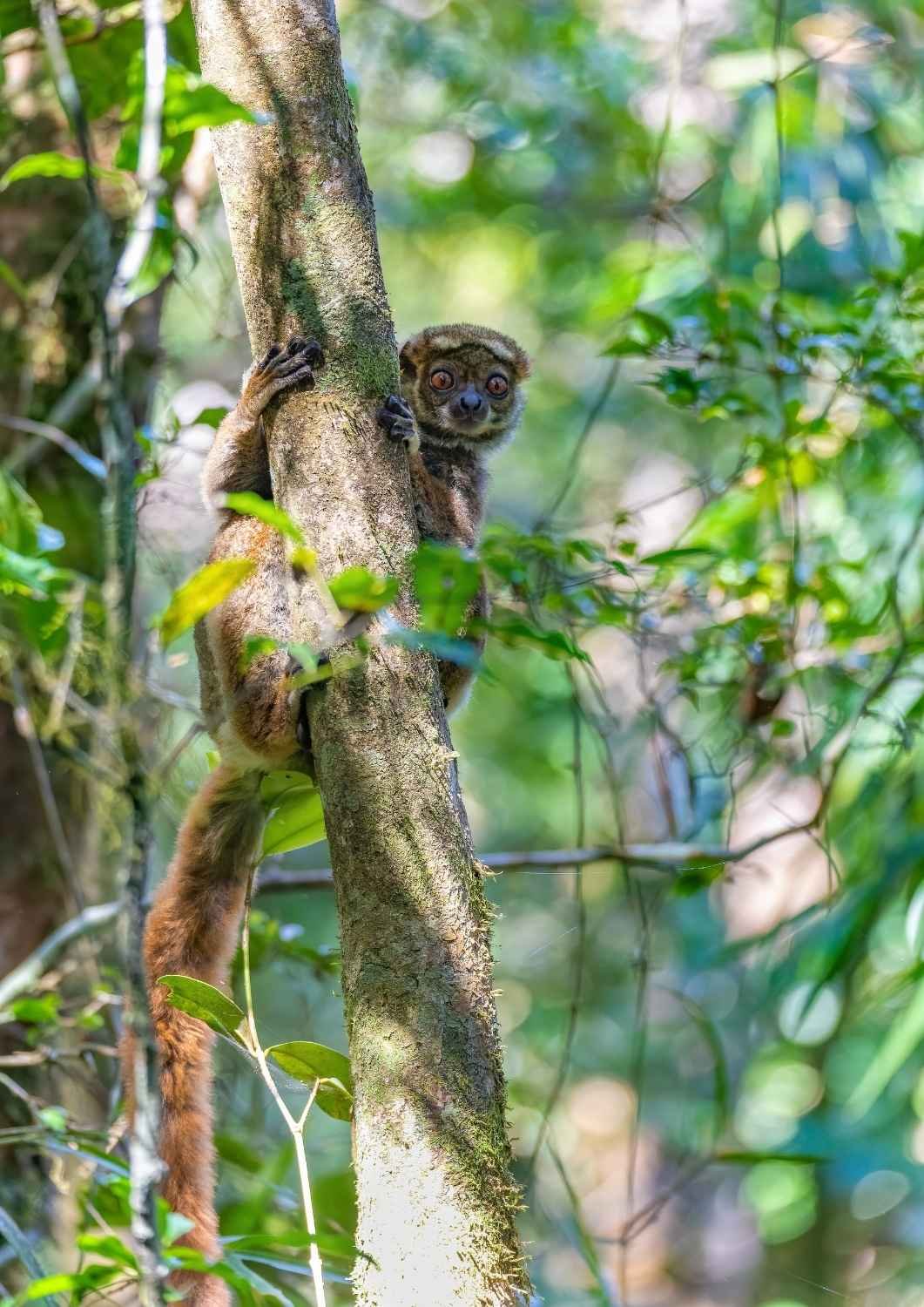 Avahi Peyrieras Madagascar