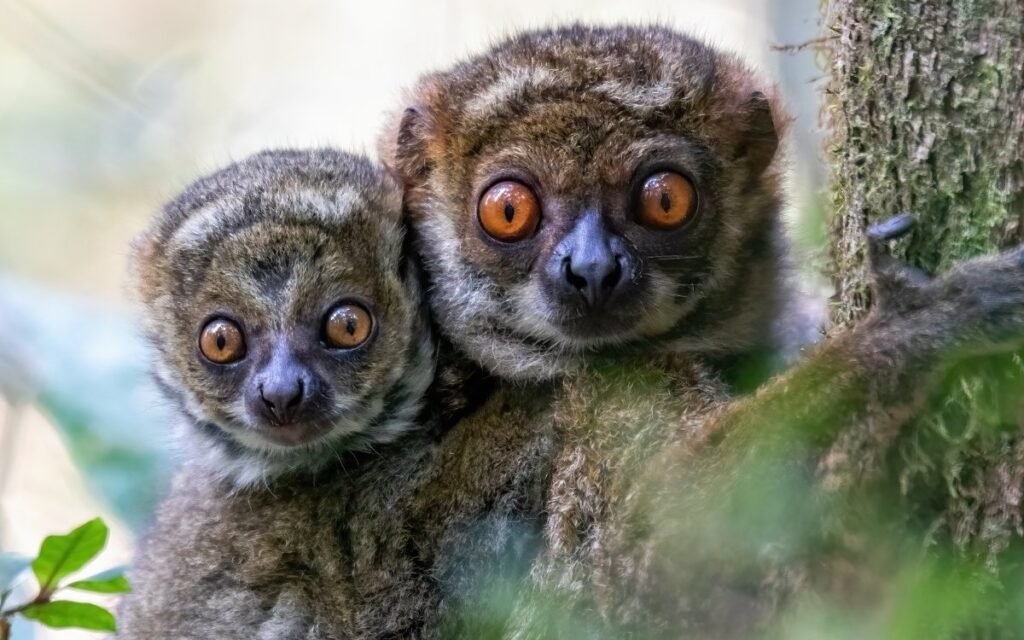 Avahi de Peyrieras - Les Avahis Madagascar