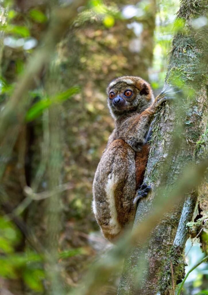 Avahi de Peyrieras Madagascar