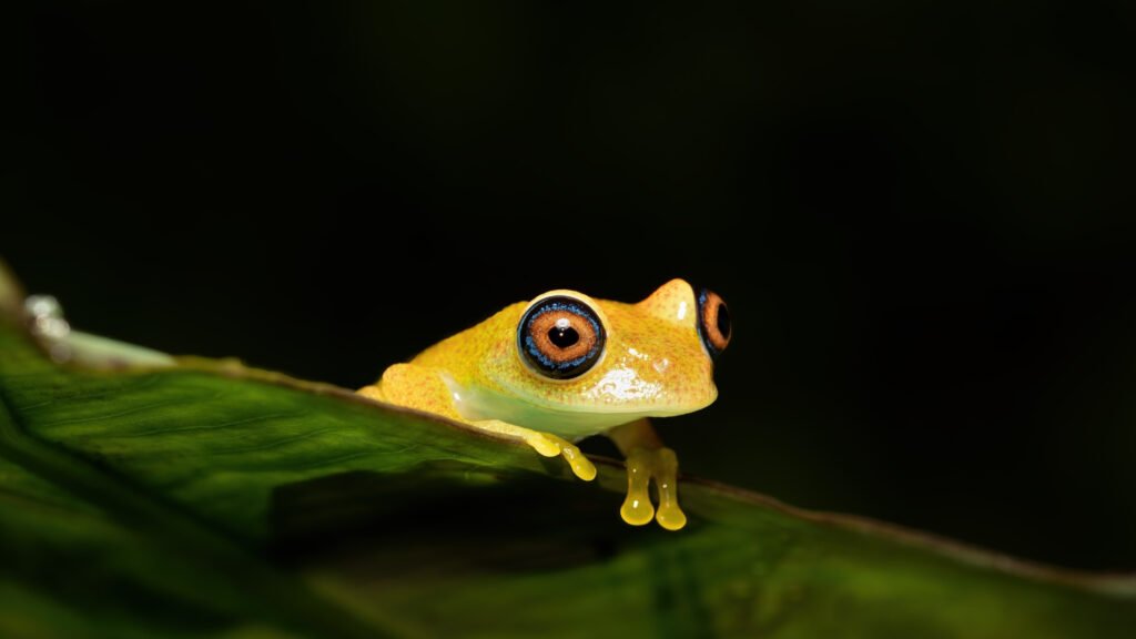 Boophis viridis - Andasibe circuit Est Madagascar