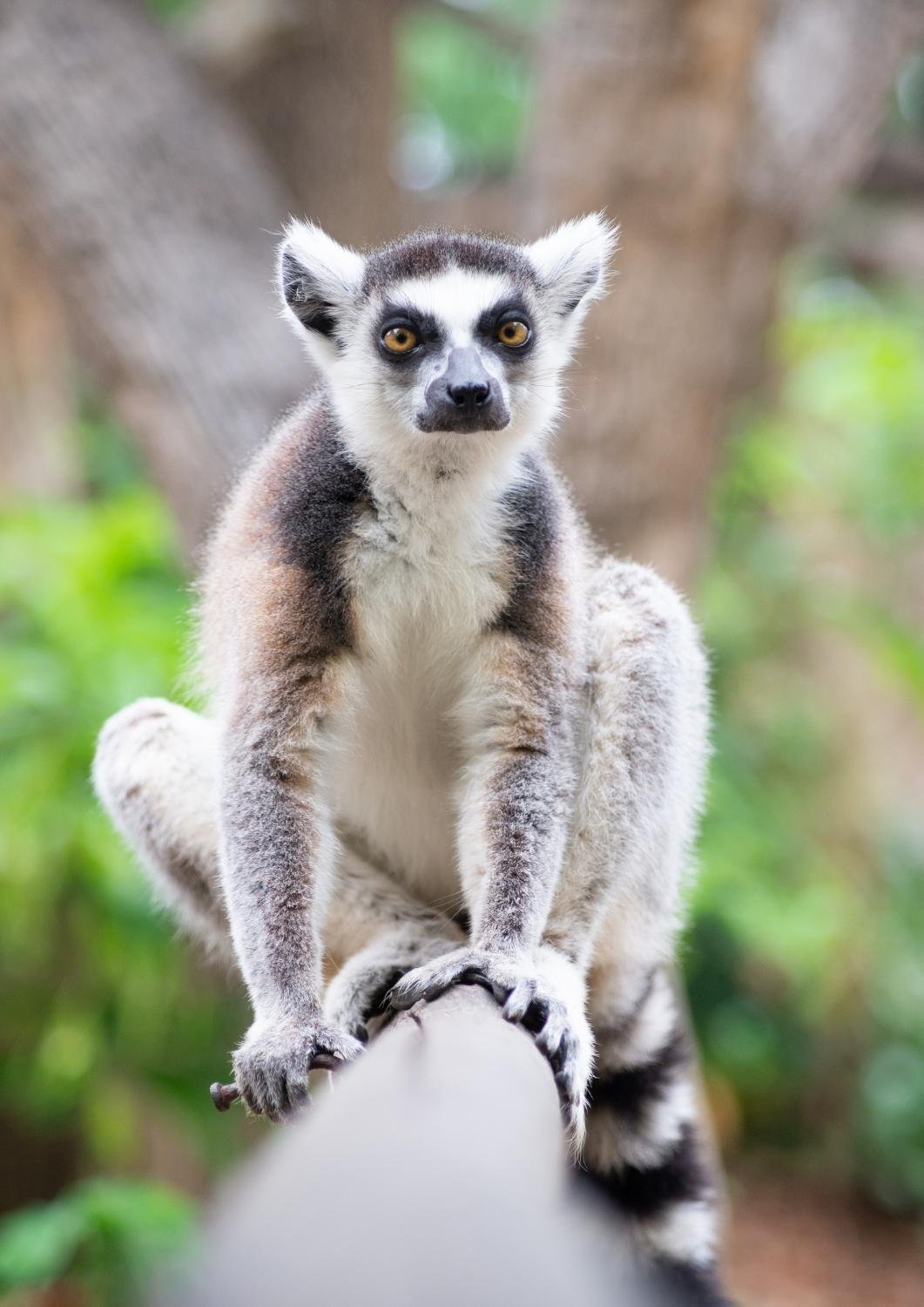 Lemur Catta - Où voir les Lémuriens à Madagascar