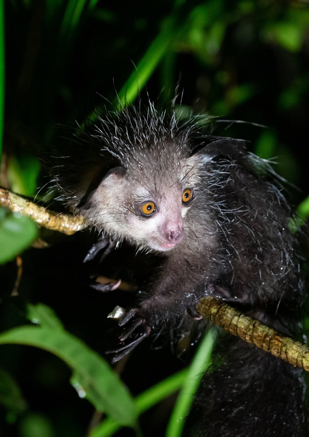 Safari Aye-aye - Daubentonia madagascariensis
