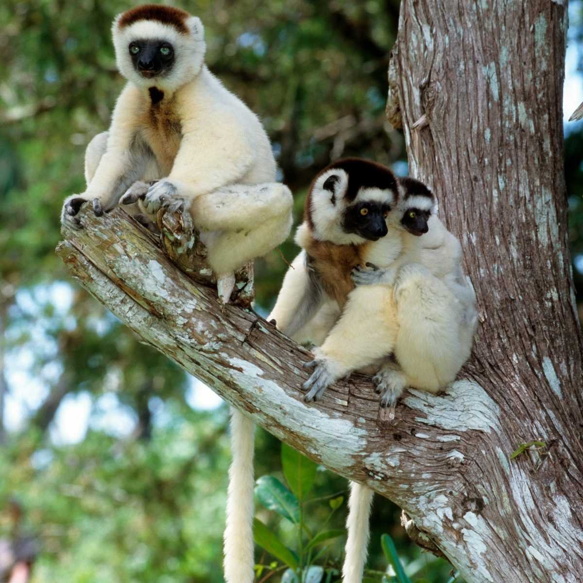 Safari Lemur Sifaka