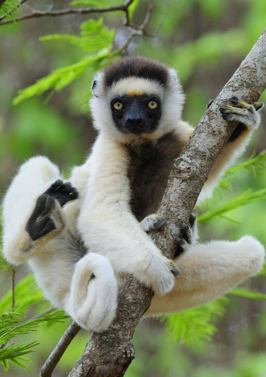 Safari Sifaka