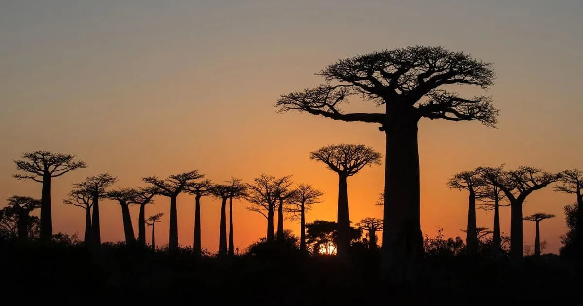 Allée des Baobabs Circuit Ouest Madagascar - Baobab & Tsingy