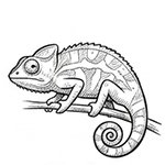 Cameleon Madagascar