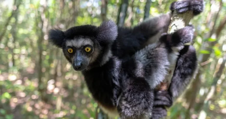 Indri-indri Andasibe - Circuit Est Madagascar