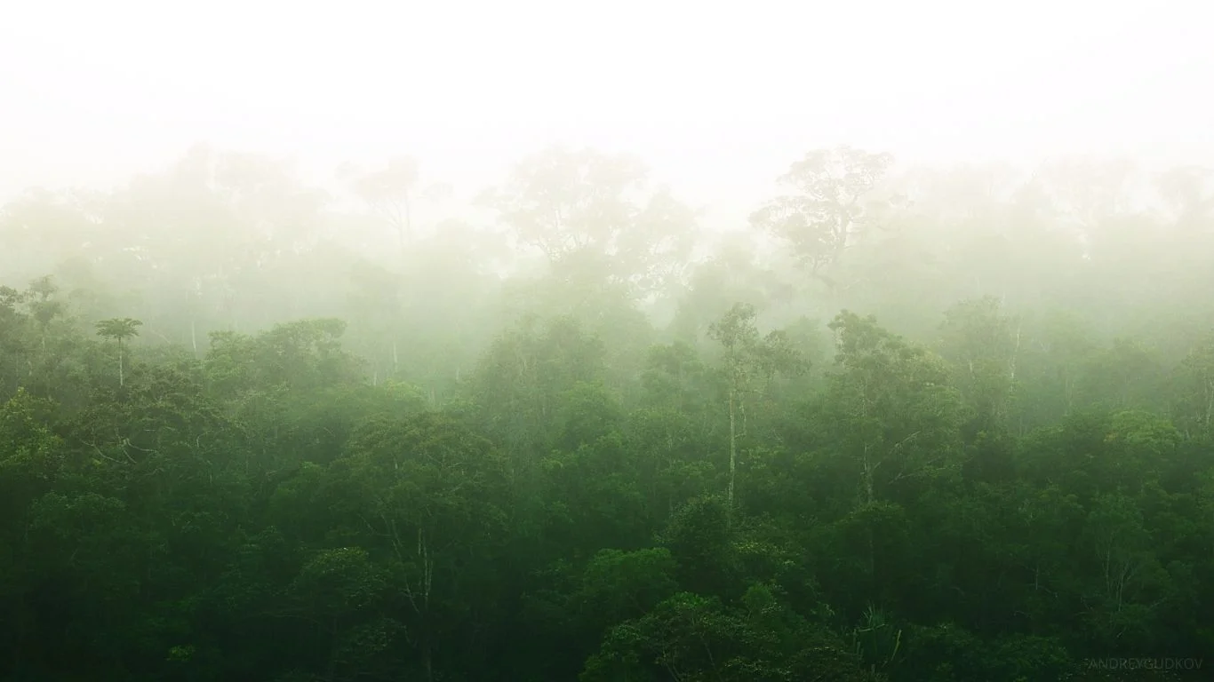 La foret tropicale humide et brumeuse d'Andasibe